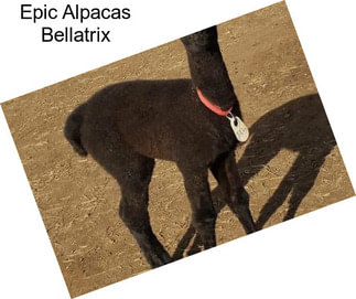 Epic Alpacas Bellatrix