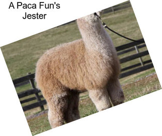 A Paca Fun\'s Jester