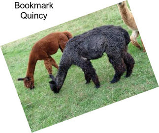 Bookmark Quincy