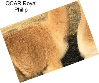 QCAR Royal Philip