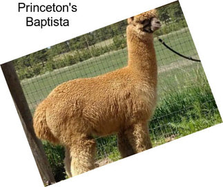 Princeton\'s Baptista