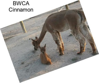 BWCA Cinnamon