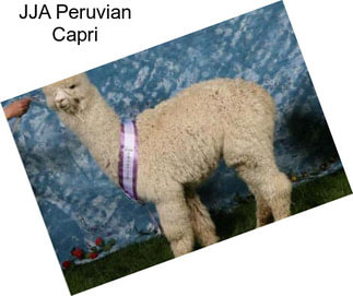 JJA Peruvian Capri