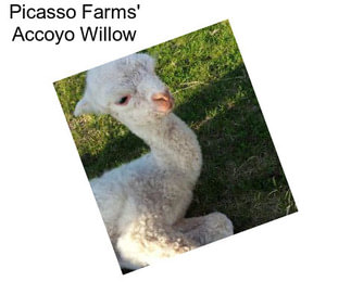Picasso Farms\' Accoyo Willow