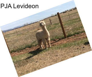 PJA Levideon