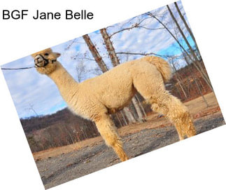 BGF Jane Belle