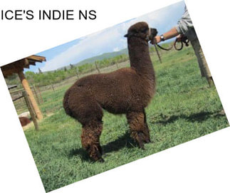 ICE\'S INDIE NS