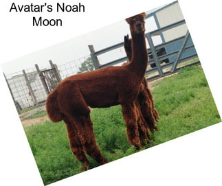 Avatar\'s Noah Moon