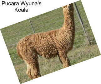 Pucara Wyuna\'s Keala