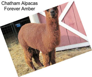 Chatham Alpacas Forever Amber
