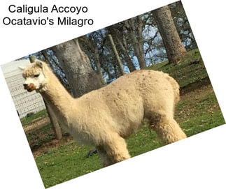 Caligula Accoyo Ocatavio\'s Milagro