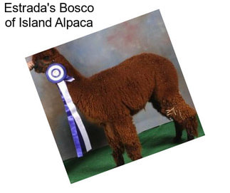 Estrada\'s Bosco of Island Alpaca