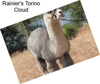 Rainier\'s Torino Cloud