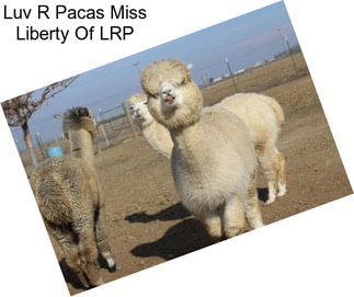 Luv R Pacas Miss Liberty Of LRP