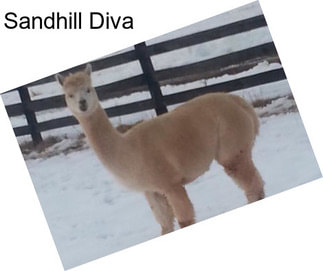 Sandhill Diva