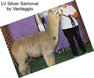 LV Silver Samovar by Vantaggio