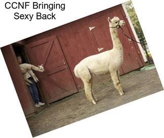CCNF Bringing Sexy Back