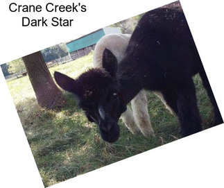 Crane Creek\'s Dark Star