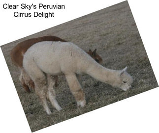 Clear Sky\'s Peruvian Cirrus Delight