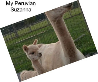 My Peruvian Suzanna