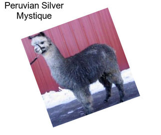 Peruvian Silver Mystique