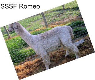 SSSF Romeo