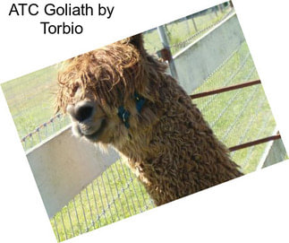 ATC Goliath by Torbio