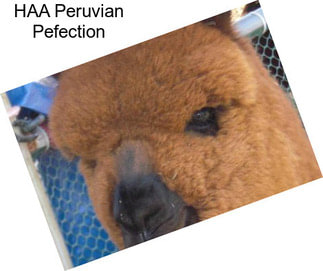 HAA Peruvian Pefection