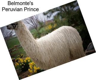 Belmonte\'s Peruvian Prince