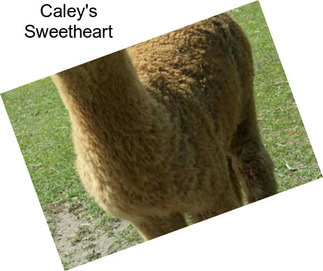 Caley\'s Sweetheart