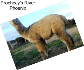 Prophecy\'s River Phoenix