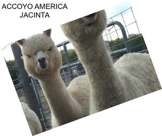 ACCOYO AMERICA JACINTA