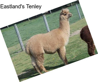 Eastland\'s Tenley