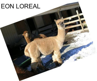 EON LOREAL