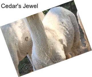 Cedar\'s Jewel