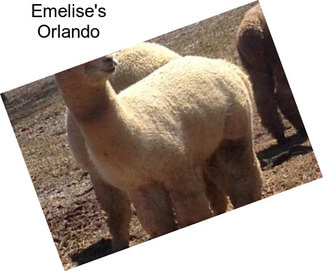 Emelise\'s Orlando