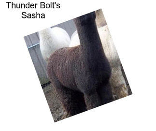 Thunder Bolt\'s Sasha