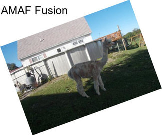 AMAF Fusion