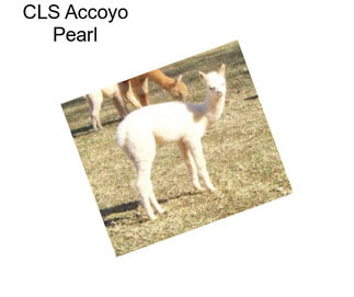 CLS Accoyo Pearl