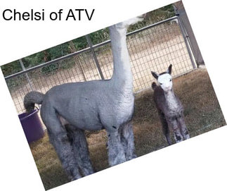 Chelsi of ATV