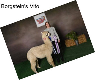 Borgstein\'s Vito