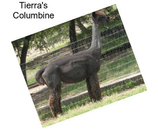 Tierra\'s Columbine