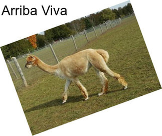 Arriba Viva