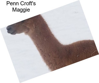 Penn Croft\'s Maggie