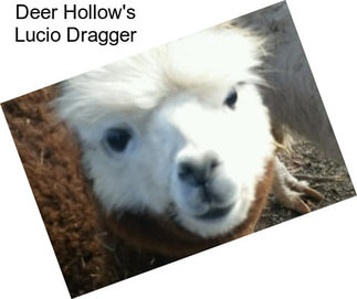 Deer Hollow\'s Lucio Dragger