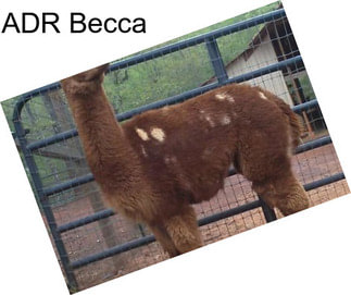 ADR Becca