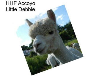 HHF Accoyo Little Debbie