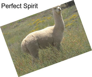 Perfect Spirit