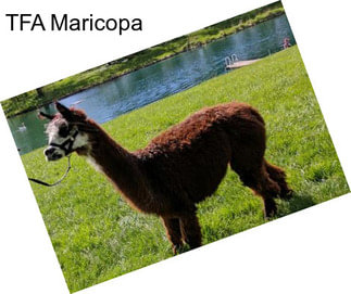 TFA Maricopa