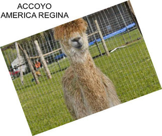 ACCOYO AMERICA REGINA